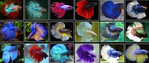 BiotopoMascotas's tweet image. Cuidados del Betta
biotopo.net/cuidados-del-b…