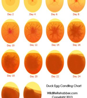 infoexoticos's tweet image. Cómo saber si los huevos están fértiles
infoexoticos.com/inicio/como-sa…