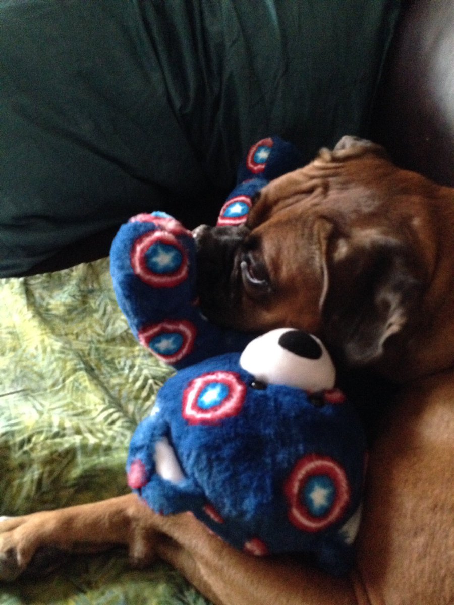 bethrn36's tweet photo. @doggiemadness I think boxers are undeniably the best dogs! Loving companions and so much unconditional love! https://t.co/WcFdxWz456