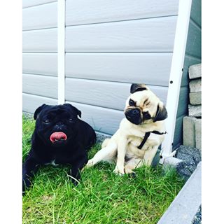 Joy_PhotoCam's tweet photo. My love // #love #pug #puglife #pugstagram #klucha #parowa #mela #puglove https://t.co/JHK7bgezMS https://t.co/6gMu96AKkx