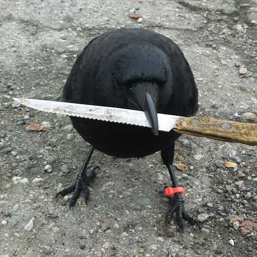 Canuck the crow gets international notoriety for stealing knife from crime  scene | CBC News