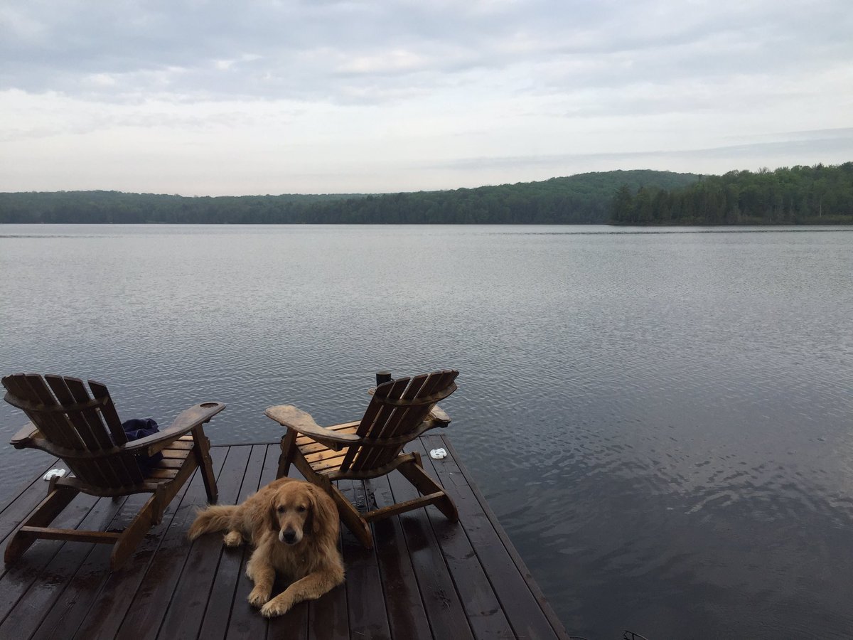 reallesstroud's tweet photo. Coffee.  Pooch.  Good start to a Friday! ....L https://t.co/2hhxNRoH7b