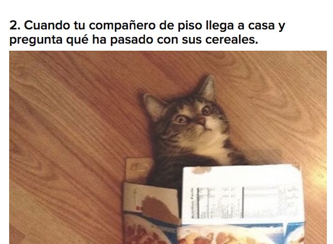 BuzzFeedEspana's tweet photo. 21 veces que los gatos representaron la vida moderna a la perfección https://t.co/Xglyk8EQ2o https://t.co/R0m140mk2j