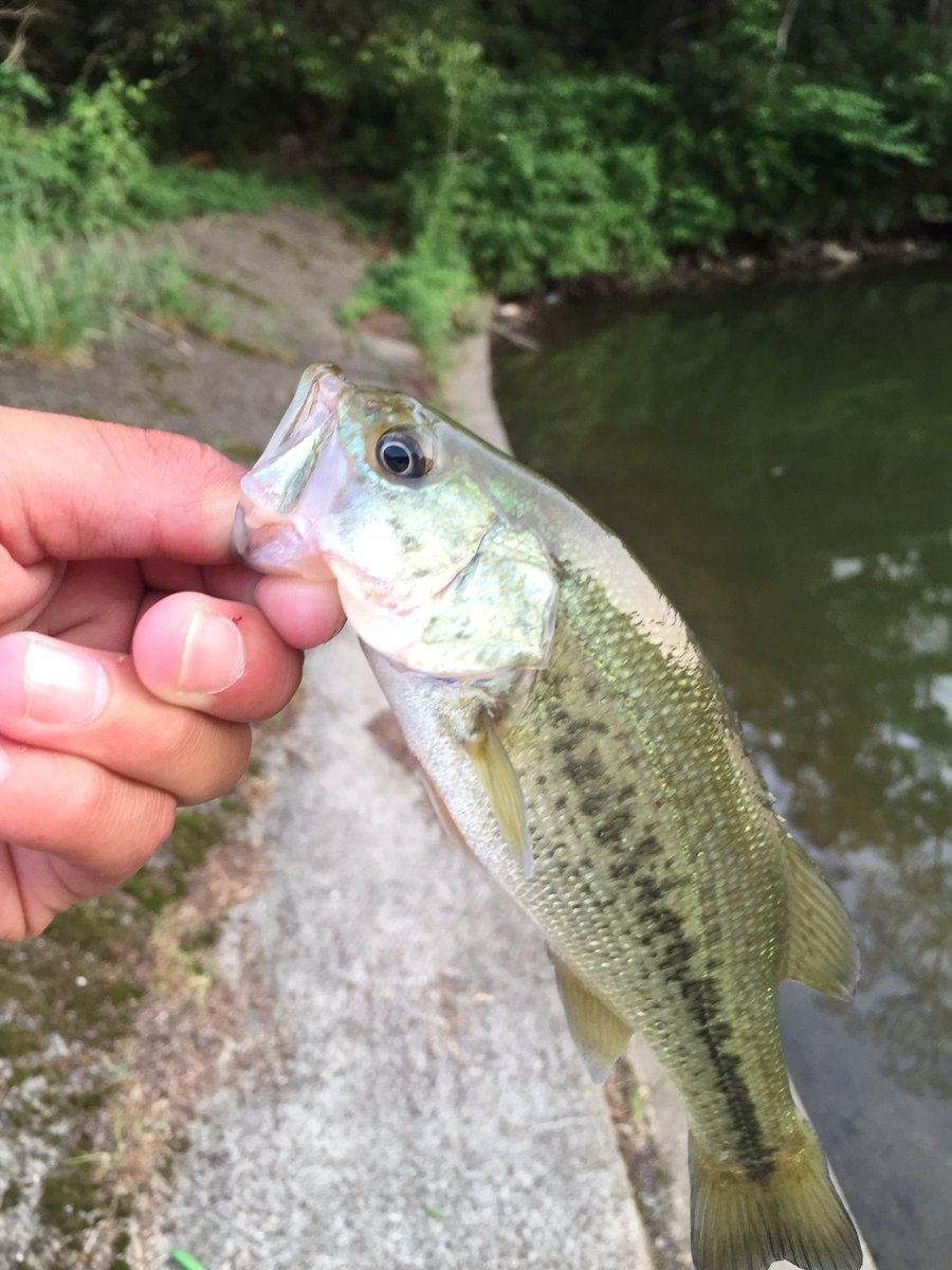 basuxtuli's tweet image. レッグワームで1発
こまい かかわいい