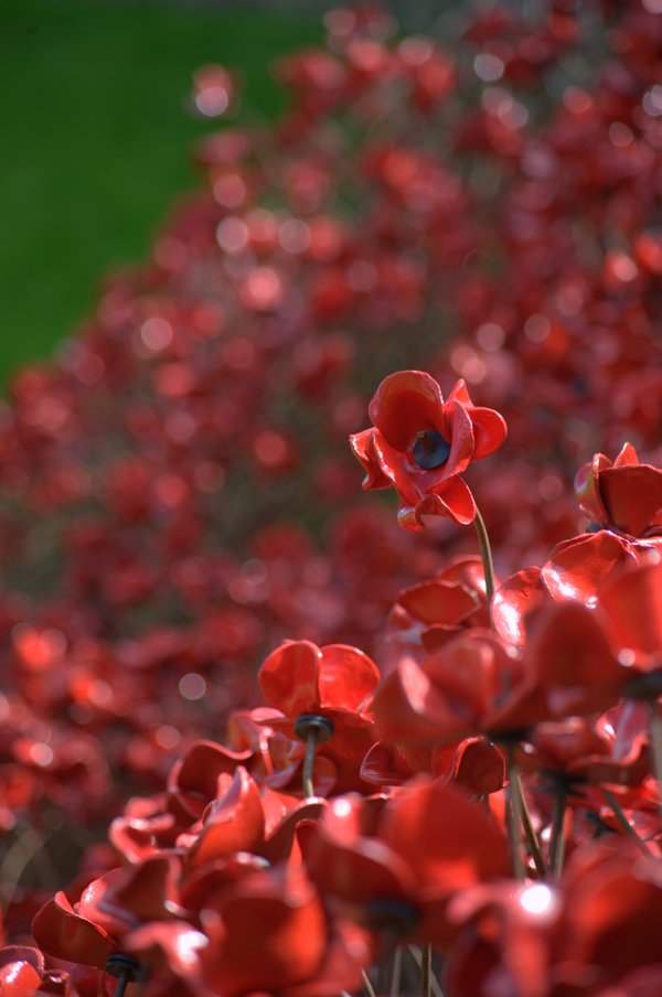 POPPIES:WAVE Time for remembrance &amp; reflection <a href="/LincolnCastle/">Lincoln Castle</a> &amp; <a href="/LincsCathedral/">Lincoln Cathedral</a> ow.ly/SYa7300C2Km #PoppiesTour
