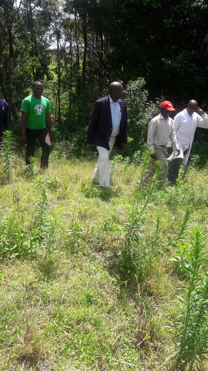 Inspecting a woodlot in kcc kapsabet.