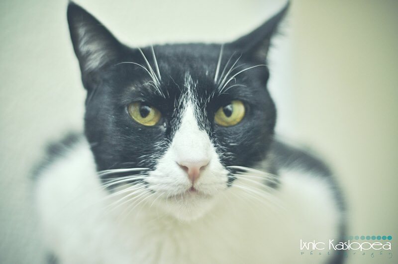 Roberto_HerPer's tweet photo. ::Sesión::Mi mascota:: #mimascota #mypet #sesionfotografica #sessionphotography #ixnickasiopea #photographer #love … https://t.co/79fzYrRttY