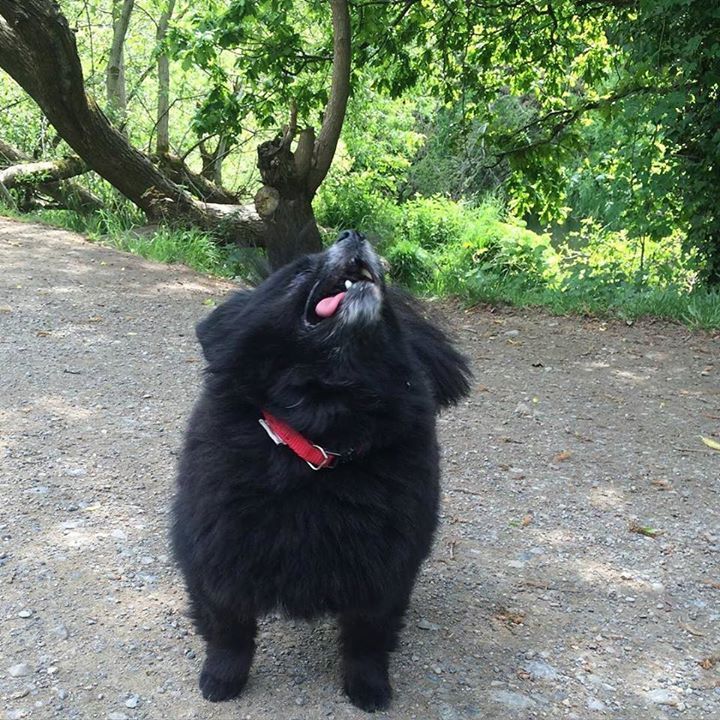 Teacupdogsdaily's tweet image. Noooo I don't want to work today! It's sunny out! #officedog #officedoglife #pomproblems #… bit.ly/teacupdogshq