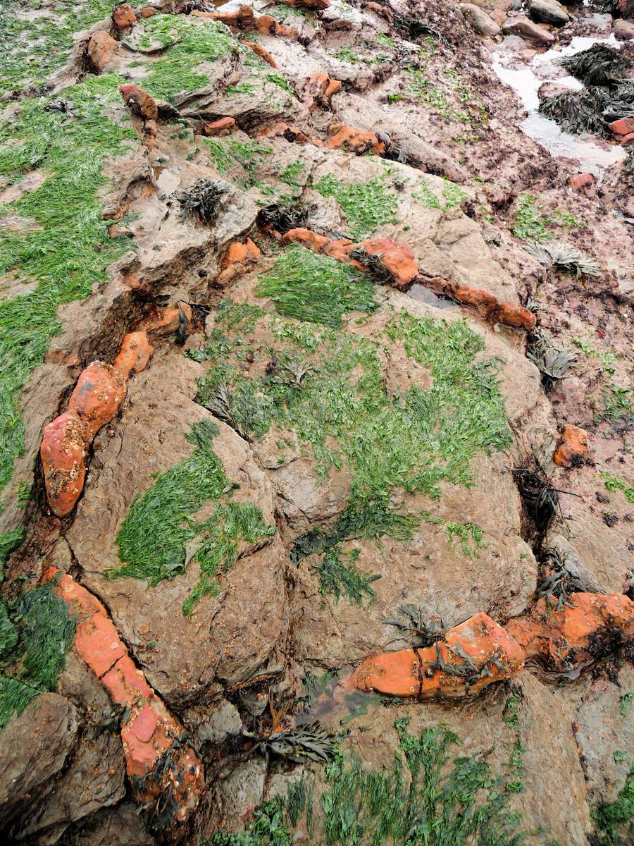 Northumbrianman's tweet photo. Lindisfarne's industrial past; here's another root cause; ironstone at Snipe Point #limetrail #allfiredup https://t.co/WUVXKgptoK