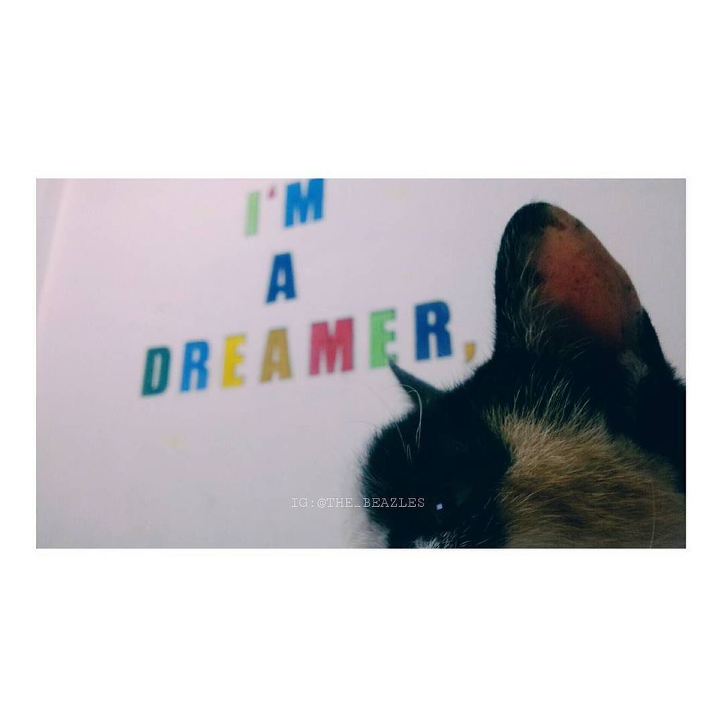 baracinta15's tweet photo. "I'm a dreamer."
〰
#TheBeazles #quotes #dailyquotes #quotesoftheday #picquotes #instaquotes #wordsofwisdom #deeptho… https://t.co/AyAtqXO5wY
