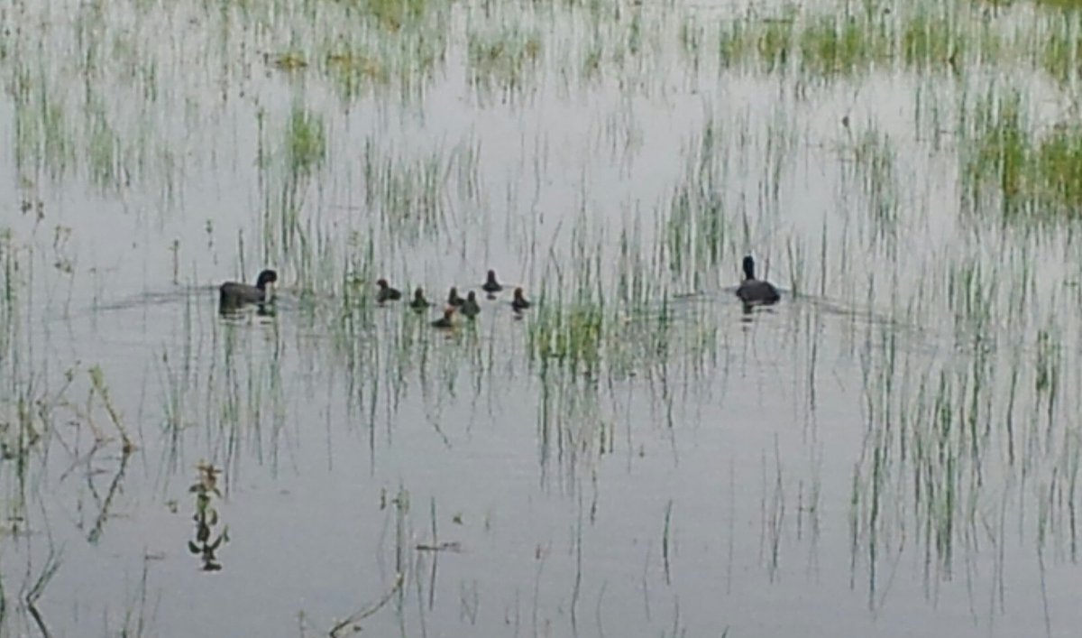 <a href="/BehoudAnnaHoeve/">Anna's Hoeve</a> Jong meerkoeten gezin met 7 jongkies in nieuwe natuur.  Yes.