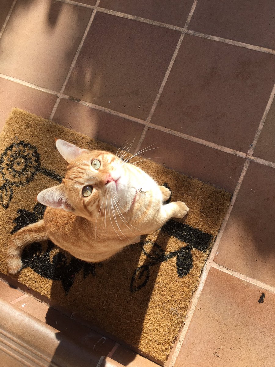 Heredero_s's tweet photo. Se ha perdido mi gato en Griñón. Visto últ.vez 21/05. Tenía un collar rojo cuando se perdió pero se lo puede quitar https://t.co/0TGfUOa8TT