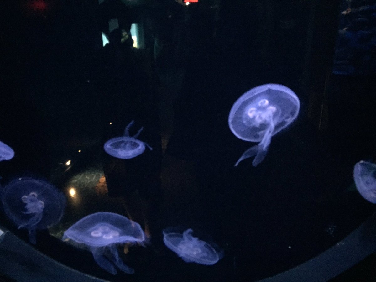 mlle_mackenzie's tweet photo. Un voyage fantastique! Un tour de vélo, le musée et les écosystèmes au Biodôme. https://t.co/QbTQQi2cbF