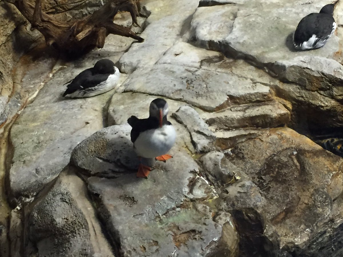 mlle_mackenzie's tweet photo. Un voyage fantastique! Un tour de vélo, le musée et les écosystèmes au Biodôme. https://t.co/QbTQQi2cbF