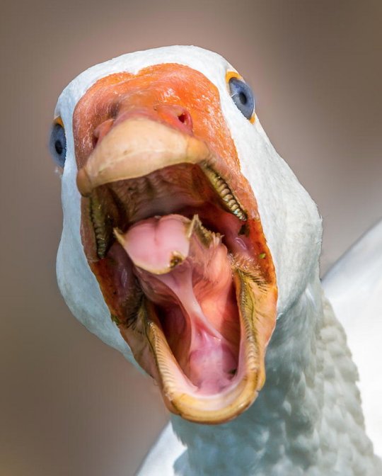 ApuntesCiencia's tweet photo. ¡#BuenosDías! ¿Sabías que los #gansos tienen #dientes en el pico y en la lengua? En realidad no son dientes sino aserraciones duras llamadas #tomia que les permite cortar la hierba y comer presas resbaladizas como caracoles • https://t.co/9dmNDR7GLP vía @aarontweets #FotoCiencia