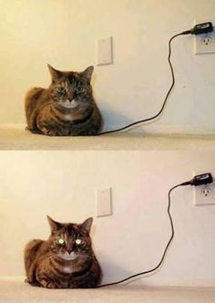 J_R_Wood's tweet photo. Electric cat!

Source - https://t.co/0LkHRFQnmP https://t.co/6H56hJeVtX