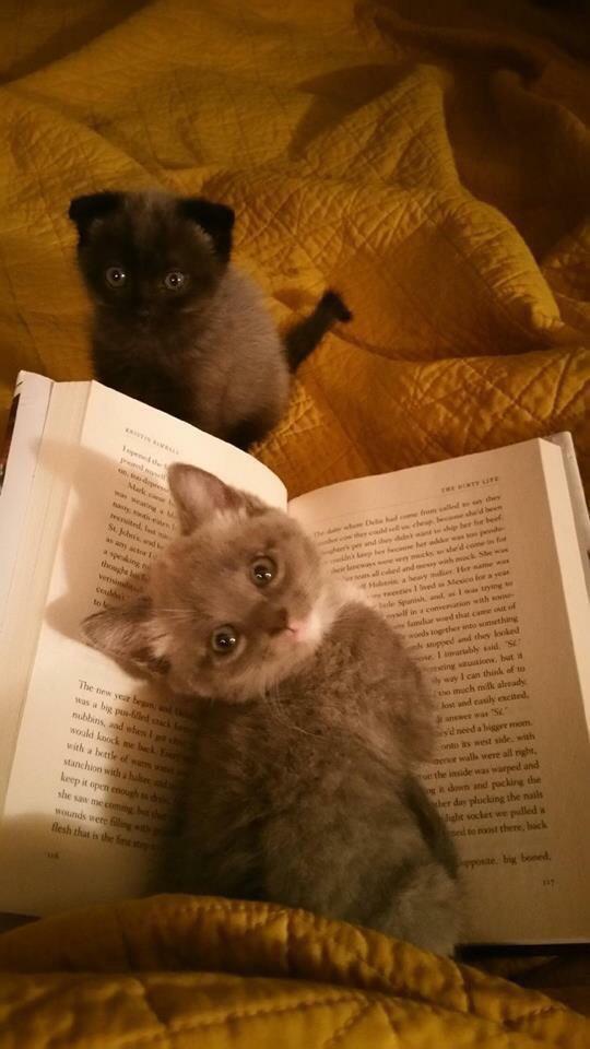StumblerVideos's tweet image. Cutest bookmark ever