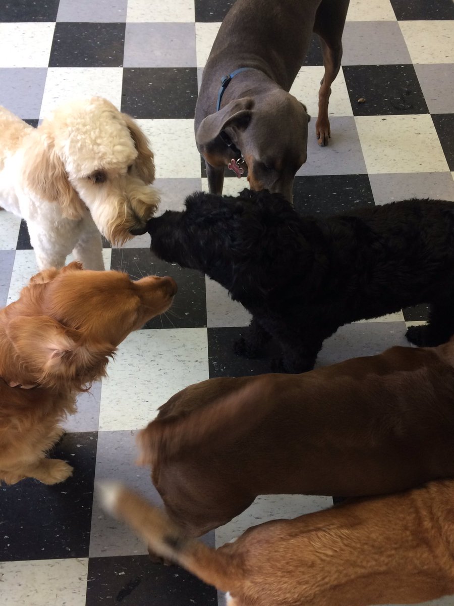 HappyDogsWloo's tweet image. What is your Pup doing today? #tryhappydogs