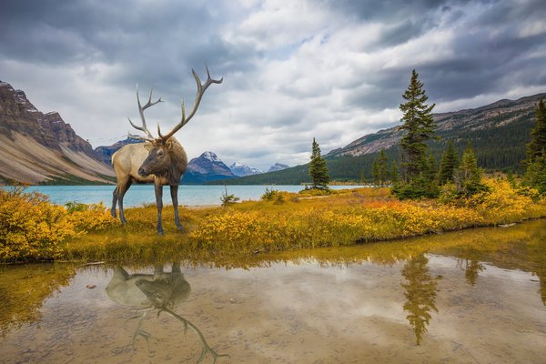 AmbCanAllemagne's tweet photo. Le #Canada est à l'œuvre pour préserver notre riche biodiversité. Nos objectifs:
https://t.co/xmXLshCOlB #IBD2016 https://t.co/im3JHO2Of8