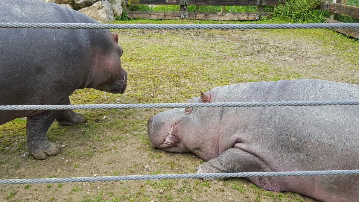 Richard Bonington tweet media