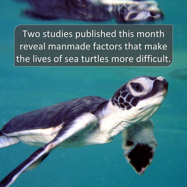 seaturtlegifts's tweet photo. Sea turtles need natural light and clean beaches!
•
•
•
#seaturtle #beachcleanup #pollutio… https://t.co/Pcl1bpsWR0 https://t.co/1a0Z1ysqUO
