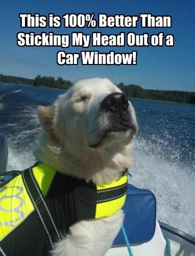 Happy Friday! We love #boating as much as this #dog!