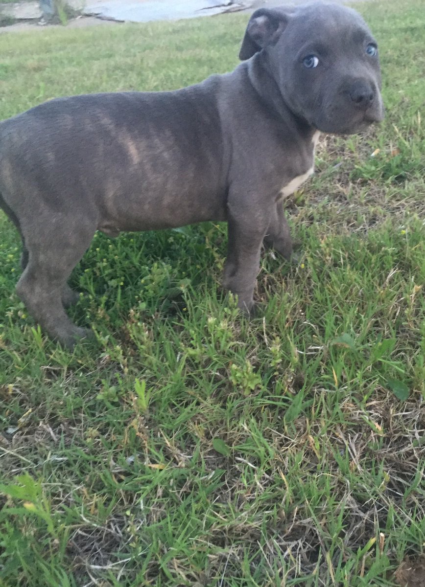 Iceland_kennels's tweet photo. XL Blue Bully Pup. Male @ 9 weeks #Omen X #RemyMartin Blood 💪🏾🐶👑 #SMKennels #BullyQueen 💙 https://t.co/hPL5BdSY7Q