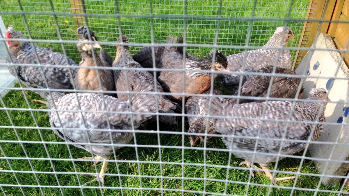 Hatchingchicks's tweet photo. Trying out grass for the first time! #excitedchicks https://t.co/8iceQ1f1ay