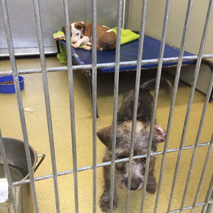 I fell in love with Bonnie's smell at the shelter. What's your animal adoption story? https://t.co/V<a href="/tag/mvsales"class="tags"><span>#mvsales</span></a>