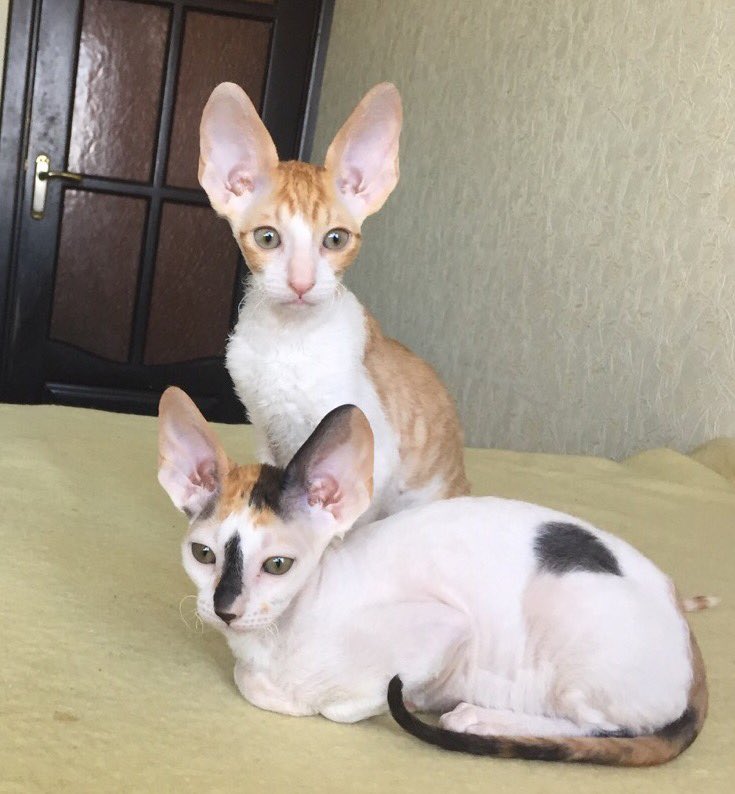 _DeoRex's tweet image. Завтра 28-29 мая состоится выставка котят, по адресу Минск Я.Купала 27, Белэкспо. Мы со своими малышами ждем Вас!