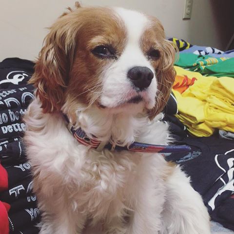jupmode's tweet image. Trooper is helping us get ready for @OWEFEST! We will be there selling our tees out of the #JupmodeMysteryMachine!