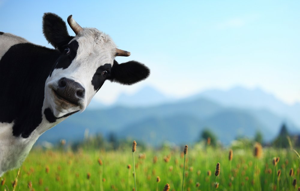 BestHealth_Now's tweet photo. Despite All the Haters, Dairy Might Actually Prevent Weight Gain https://t.co/s1Ky1QVaj1 #lifestyle https://t.co/bGCvWZGhUJ