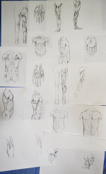 人体の練習中、覚えられる気がしない。。。 