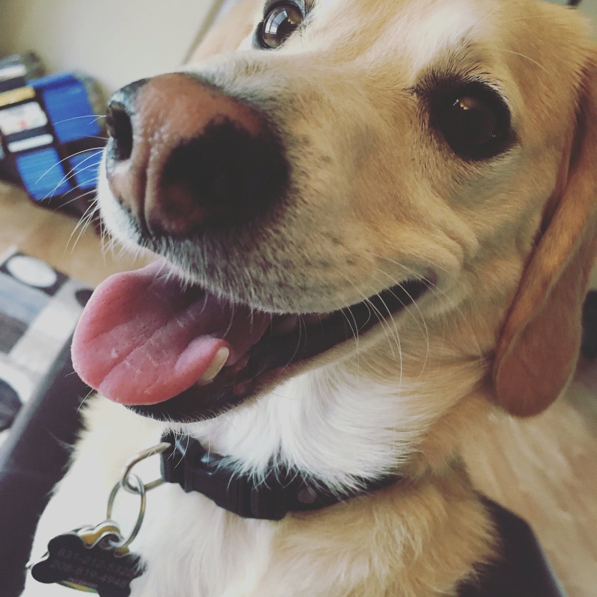 marisolbligh's tweet photo. When the beagle is ready to play 🐕 #gunnerrules #bundleofcraziness https://t.co/ENwTLgqauK