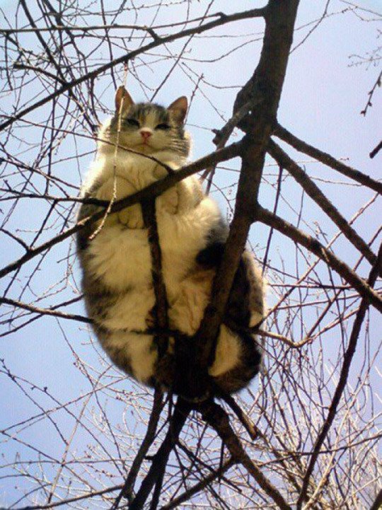 ftcreature's tweet photo. Good crop this year. 🐱🌳 https://t.co/rHC1dx8xAV