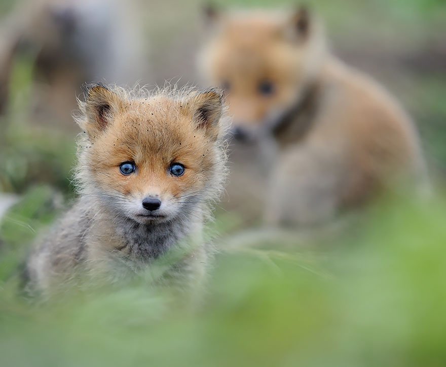 Greenpeace Uk 12 Baby Foxes That Are Too Cute To Be True T Co 7zqflmajpk Natureisawesome