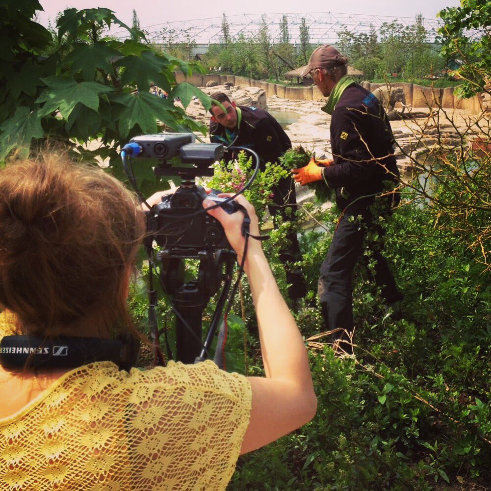 Gave werkplek vandaag! Filmen tussen olifanten en giraffen #wildlandsEmmen voor <a href="/UWVnl/">UWV</a> over #terrastart <a href="/TerraNext/">TerraNext</a>