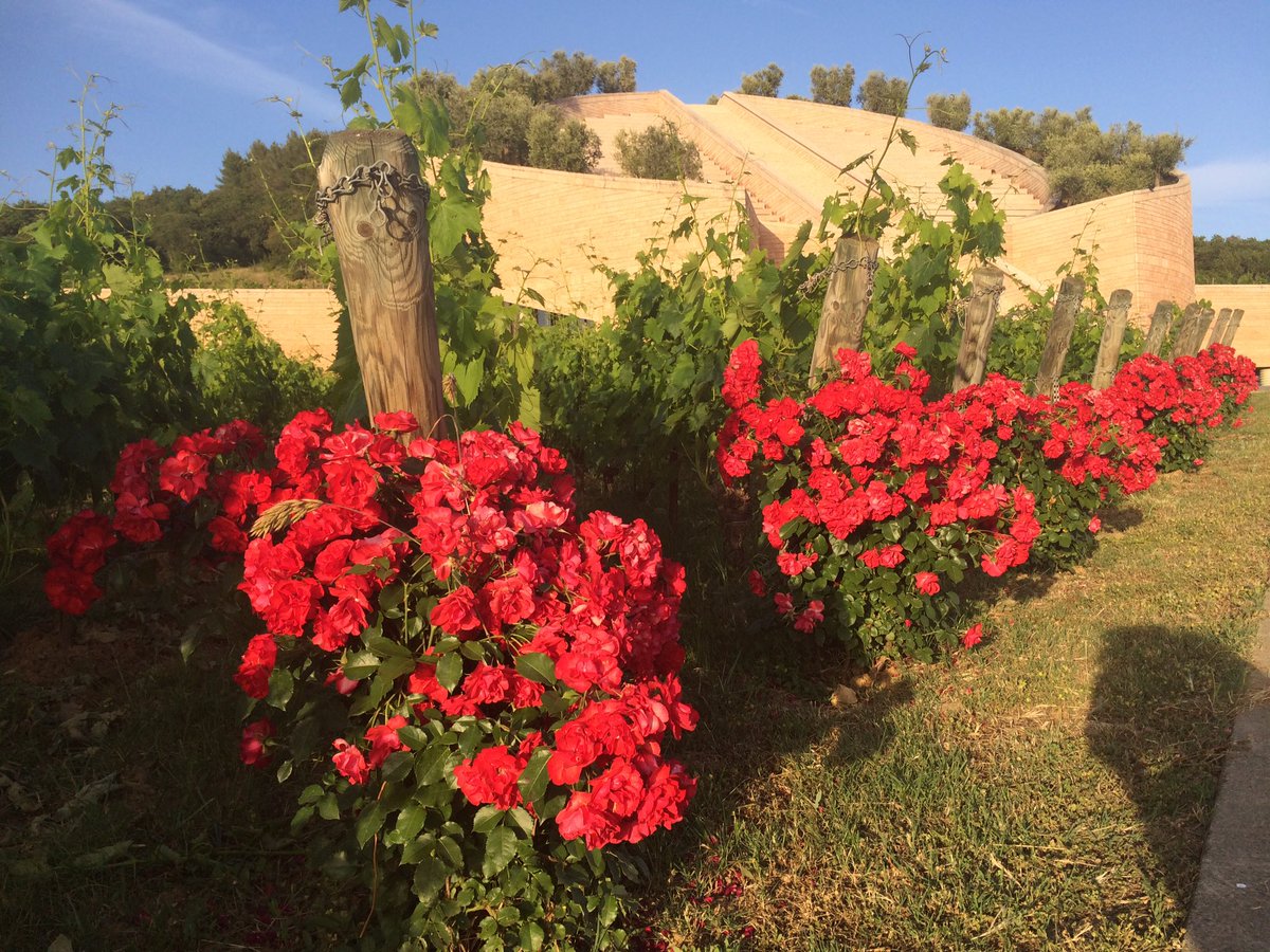 StephiRudolph's tweet photo. #Petrawine now #wine #winery #beauty #nature https://t.co/xoHd43baJF