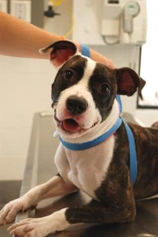 pathofanimals's tweet image. The ridiculously photogenic adoption pic that made me want to meet this pupper. Had her for over 5 years now.