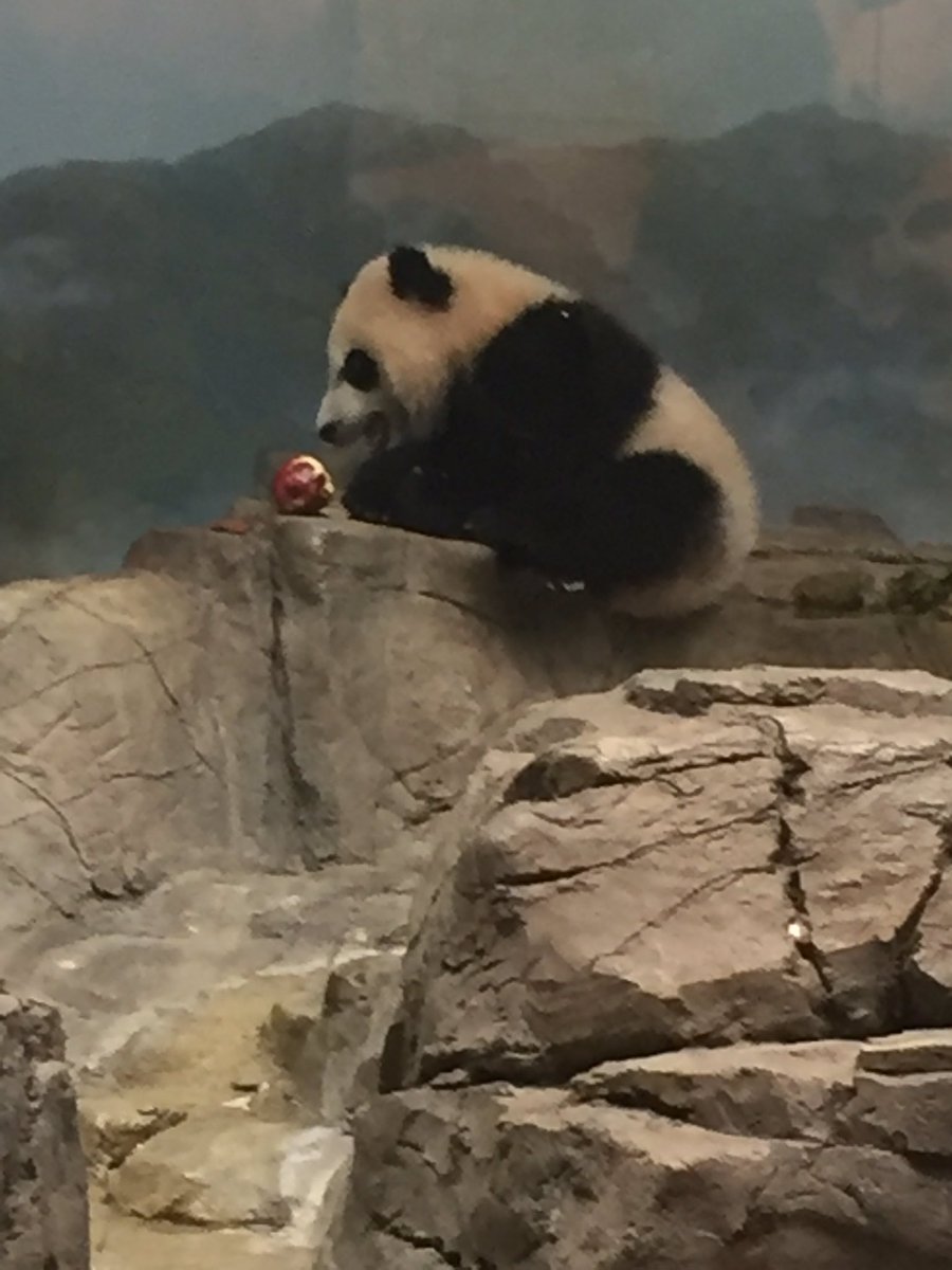 Enjoyed finally meeting you @houseofcubs today after your long tree nap.