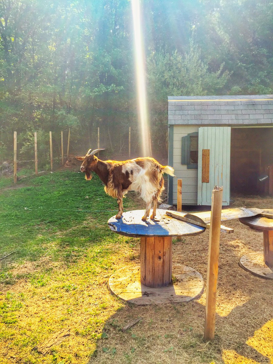 Miss Lis tweet media