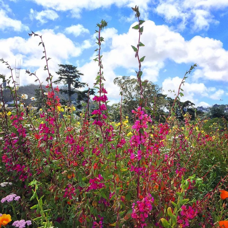 calacademy's tweet photo. Can’t stop won’t stop: When our Living Roof starts feeling summery, get outta the way. (📷 by Tim Wong) https://t.co/VIY4jmqzuK