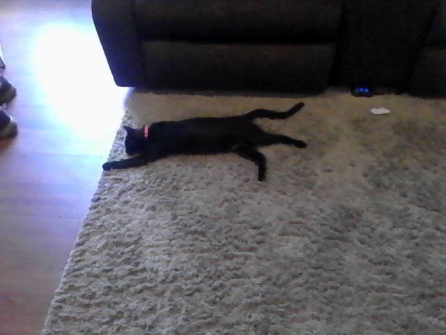 DaveBynaker's tweet photo. I think this heat has melted my cat. #PoorFreddy https://t.co/b8sxhVvpoC