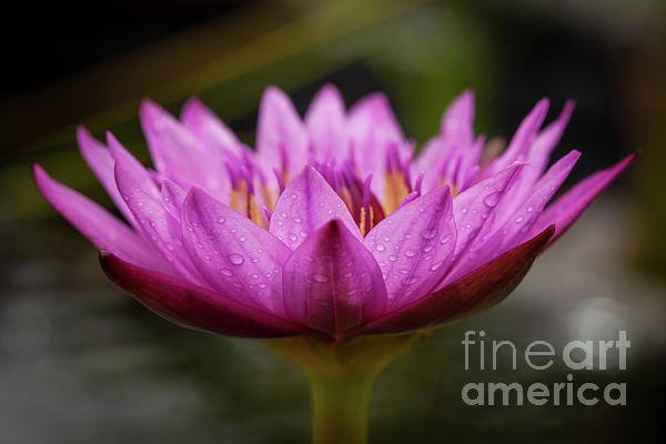 PomaikaiPhoto's tweet image. New artwork for sale! - "Purple Water Lily " - fineartamerica.com/featured/purpl… @fineartamerica
