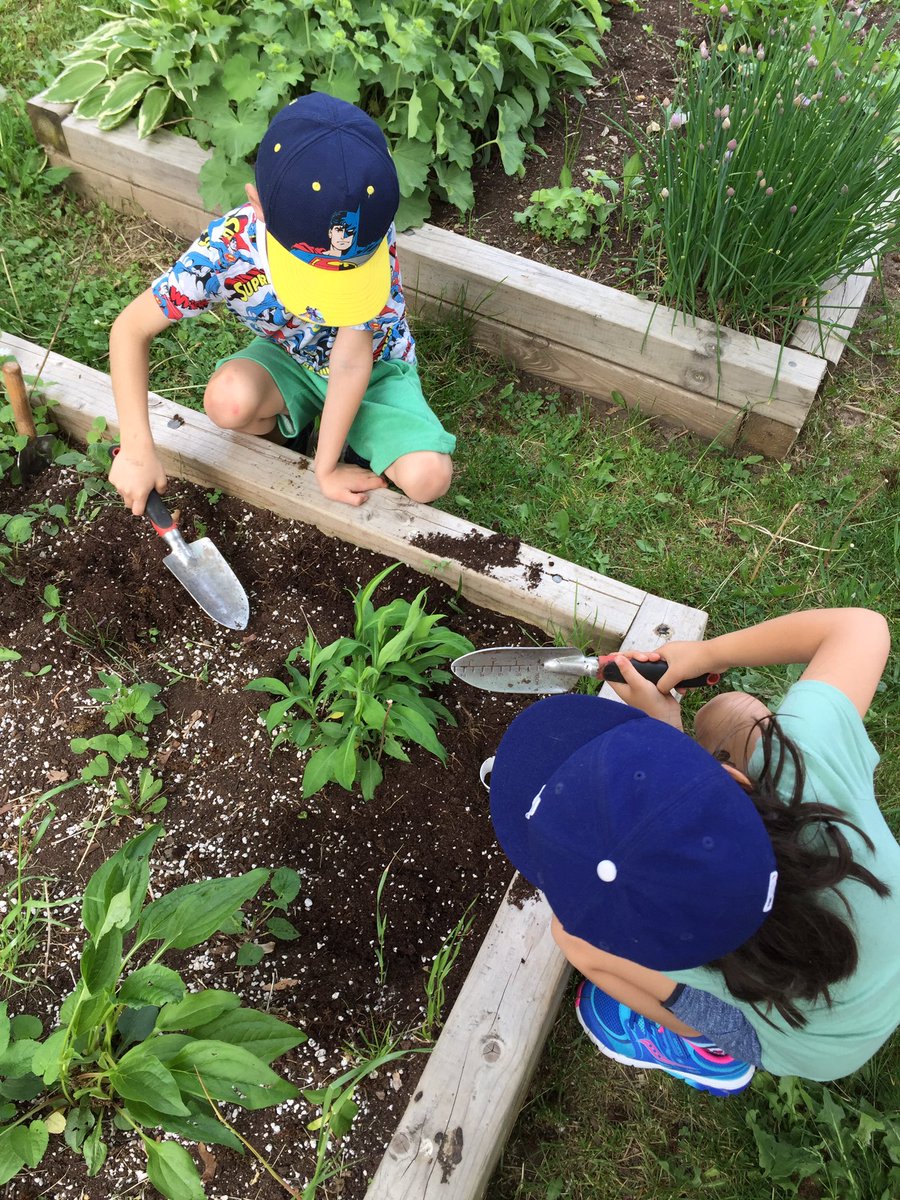 mrs_capocci's tweet photo. We are planting sunflower seeds in our school yard @orioleparkjps #friendsoftheearth https://t.co/UBCzpr4mCi