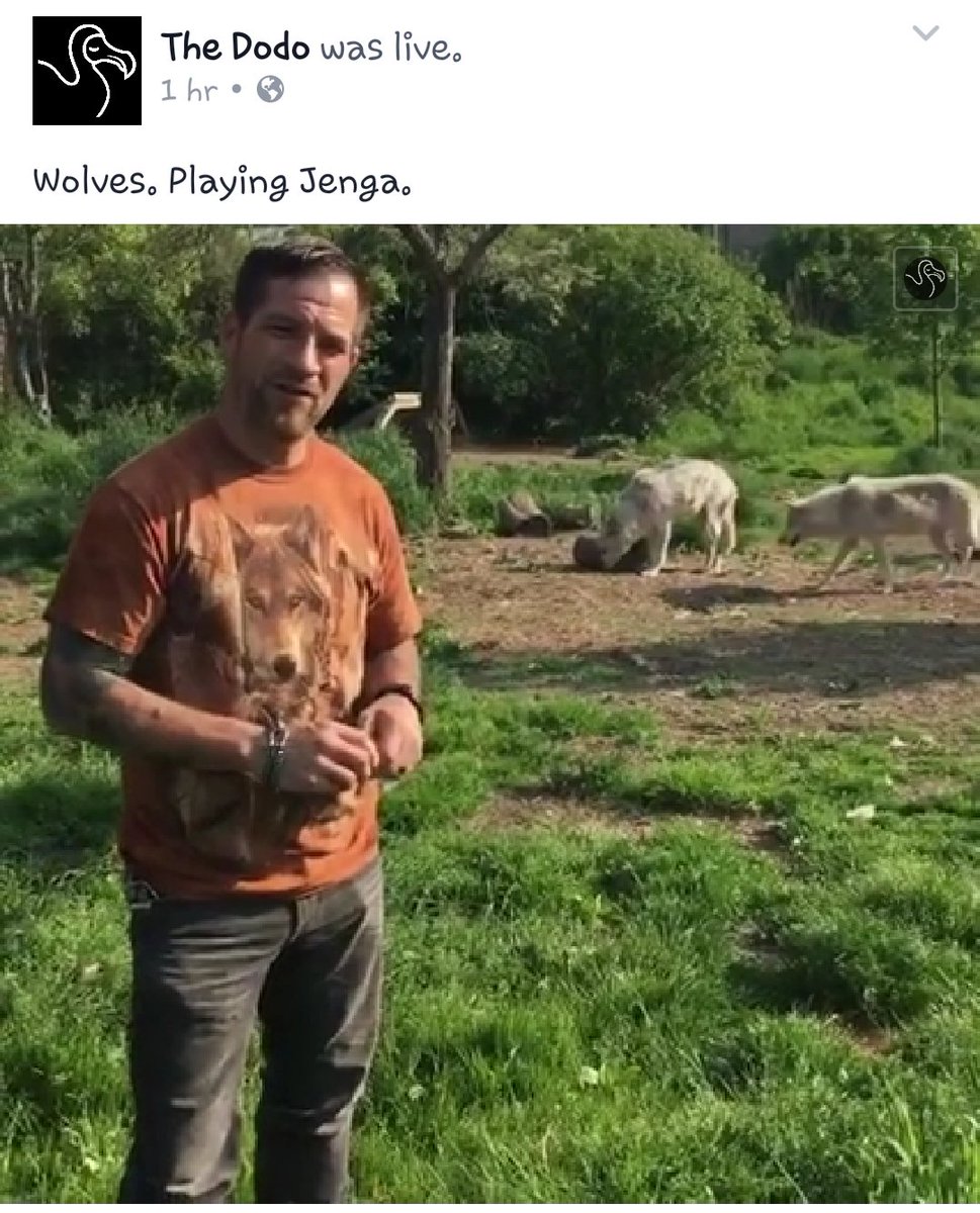 Wolf_Hollow_MA's tweet photo. Asst. Director Zee Soffron and the wolves live on the @dodo! #thedodo
#speakforwolves #wildlife #natureneedswolves https://t.co/6oKb9CfE1I