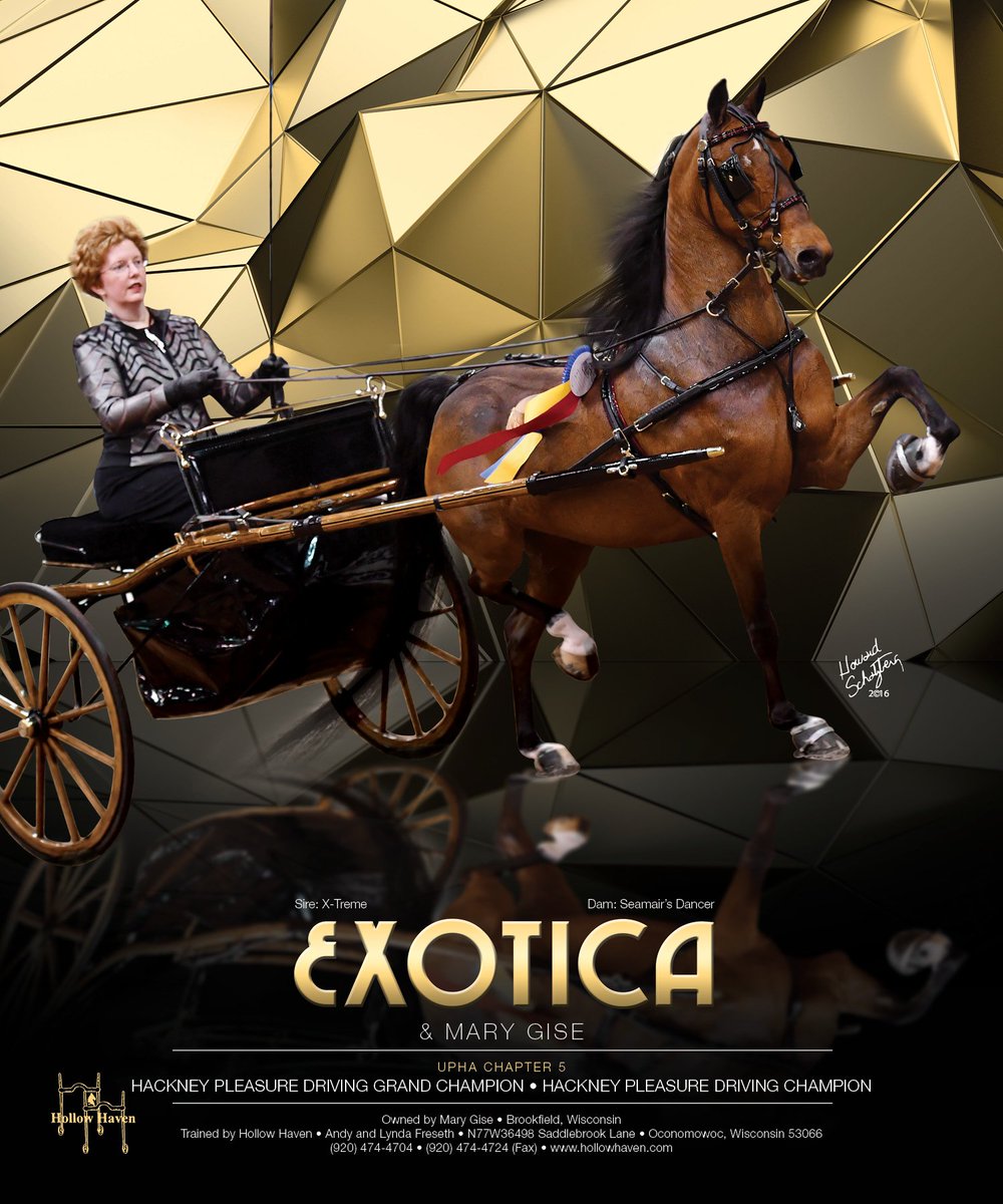 TNH1865's tweet photo. Exotica & Mary Gise
#nationalhorseman #uphachap5 #marygise #hollowhaven #hackneypleasuredriving #hackney https://t.co/nbTs4npH0T