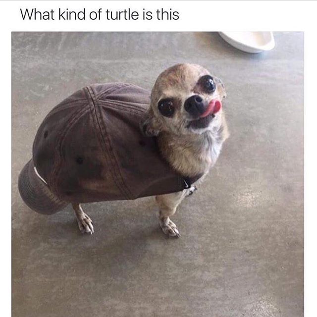 mypostmag's tweet photo. Best Humor Not your average Shira via https://t.co/OrUji11j4k https://t.co/Niyk9dga8v