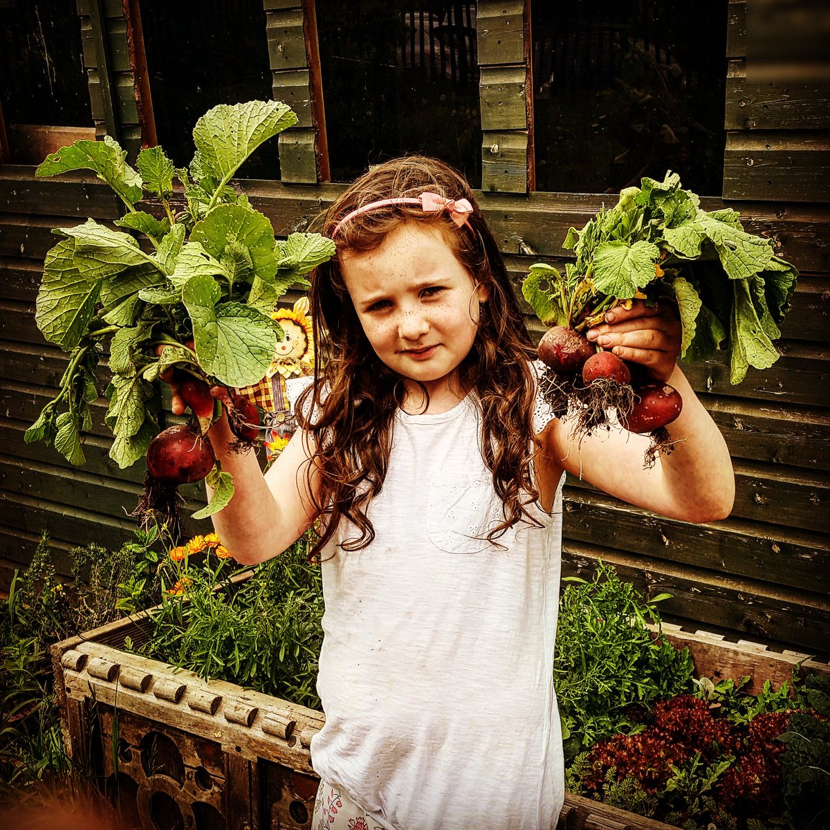 growingfutures1's tweet photo. radishs harvested and flowers planted with a little help https://t.co/eR43UyR6EY