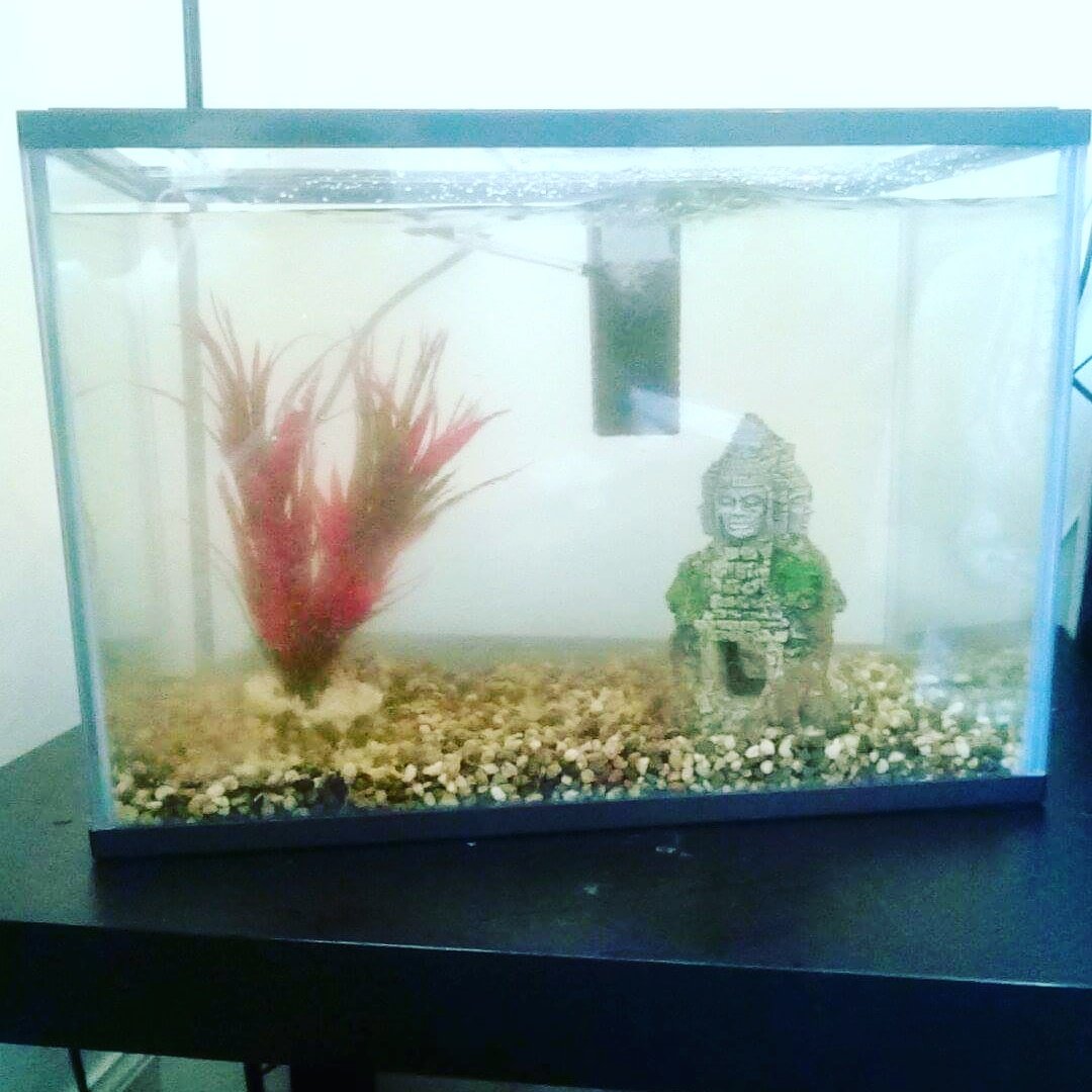 Breakfastsoup's tweet photo. Got a fish instead - same difference 🐺 https://t.co/n2KdbvEmpy